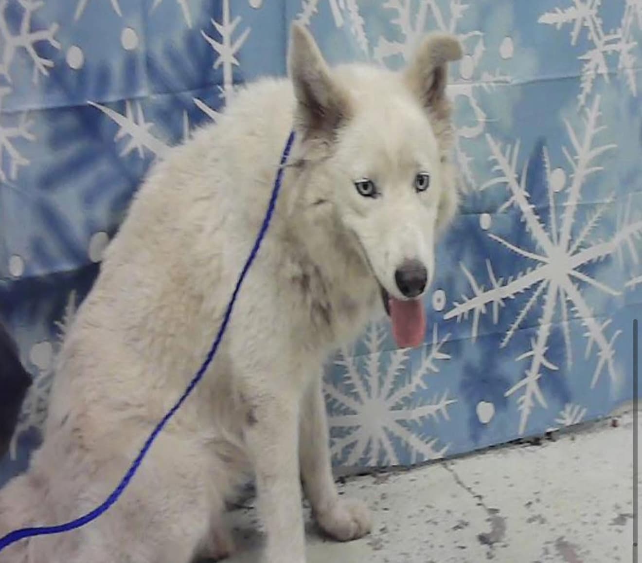 Canada, a Husky, available for adoption