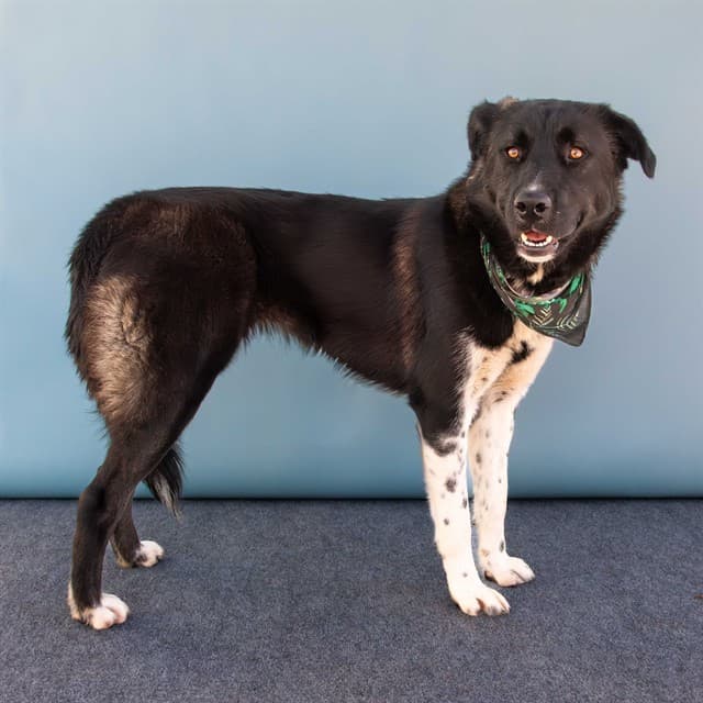 Greta, a Akita, available for adoption