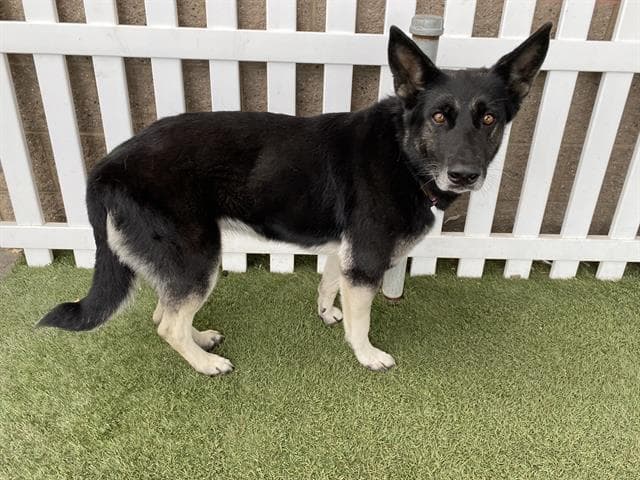 Rocco, a German Shepherd, available for adoption