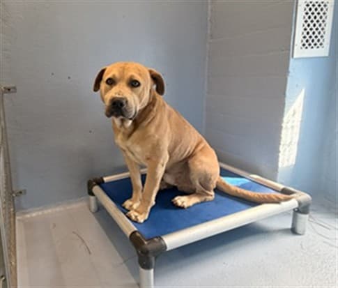 Peanut, a Pit Bull Terrier, available for adoption