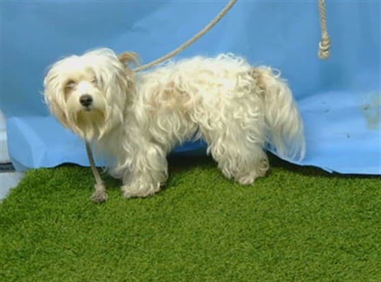 Sky, a Terrier, available for adoption
