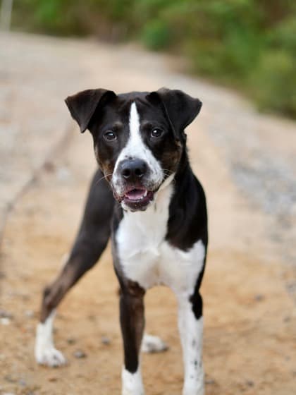 Gomez, a Terrier, available for adoption