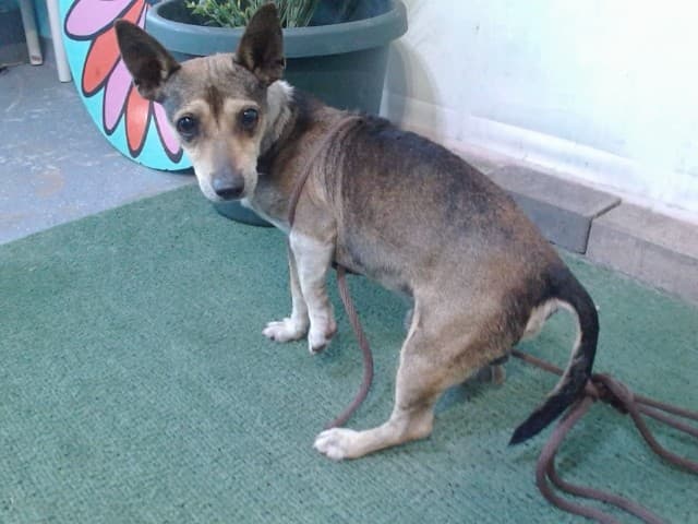 Dino, a Chihuahua, available for adoption