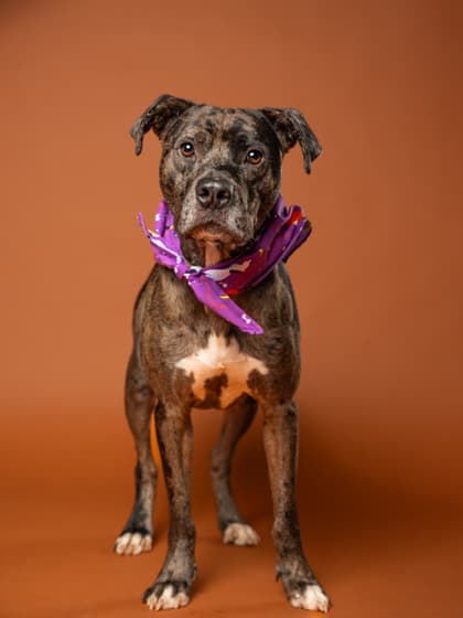 Little Foot7, a Pit Bull Terrier, available for adoption