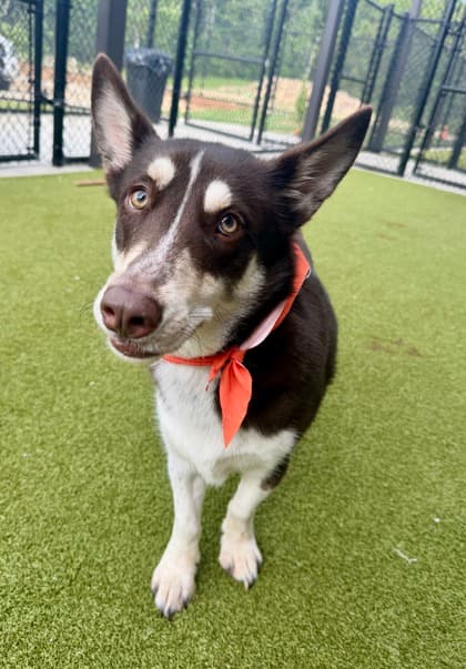 Tucker5, a Terrier, available for adoption