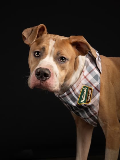 Romeo, a Terrier, available for adoption