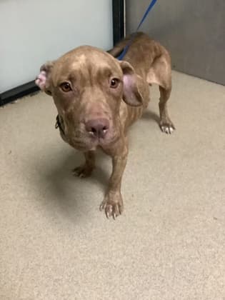 Emmie, a Pit Bull Terrier, available for adoption