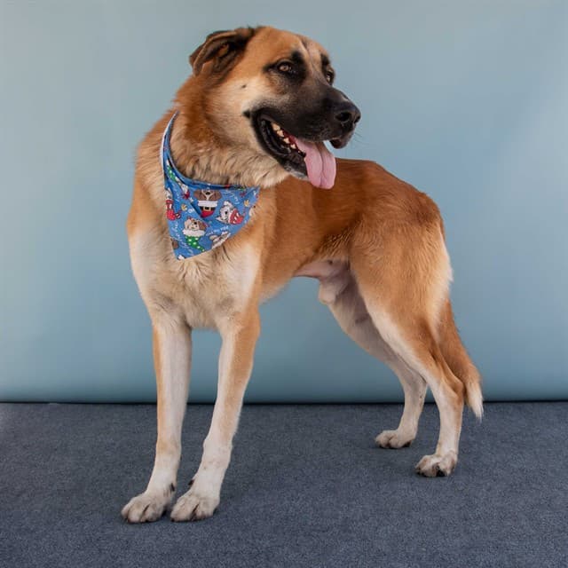 Mikey, a Labrador Retriever, available for adoption