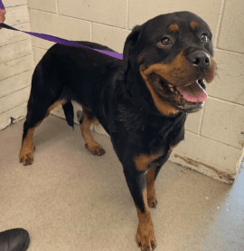 Honey, a Rottweiler, available for adoption