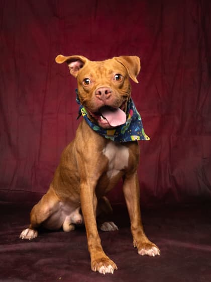 Gruber10, a Terrier, available for adoption