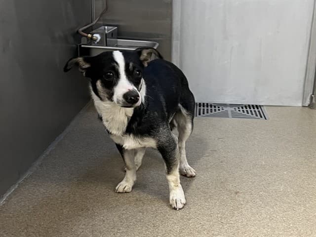 Stuart, a Chihuahua, available for adoption