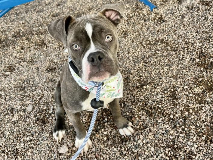 Cranberry, a Boxer (mix breed), available for adoption