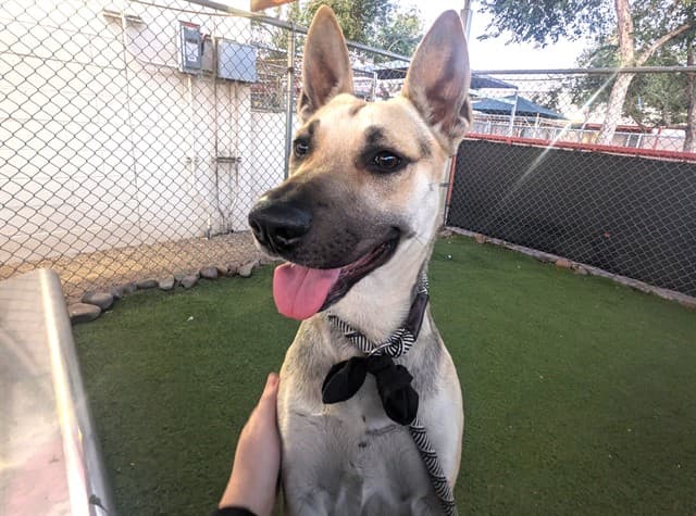 Rapunzel, a German Shepherd (mix breed), available for adoption
