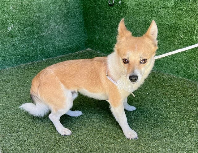 Lorenzo, a Chihuahua, available for adoption
