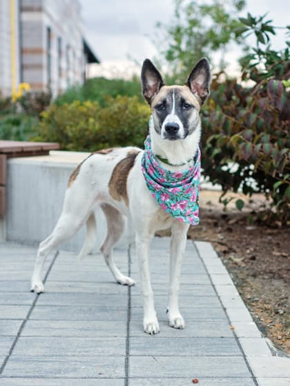 Precious, a Terrier, available for adoption