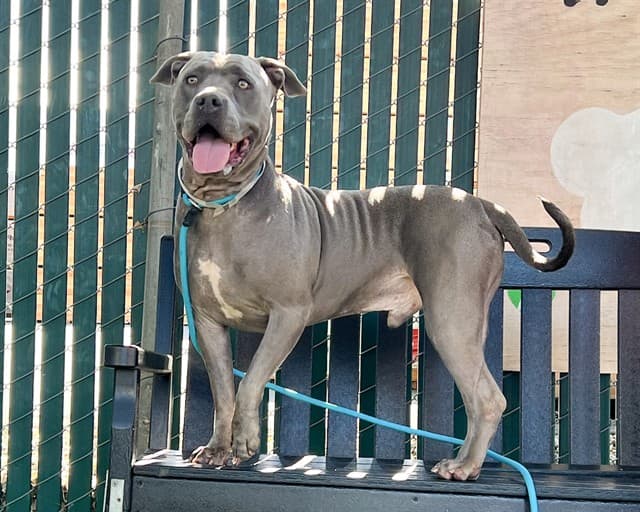 Stitch, a Pit Bull Terrier, available for adoption