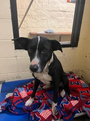 Abbie, a Border Collie, available for adoption