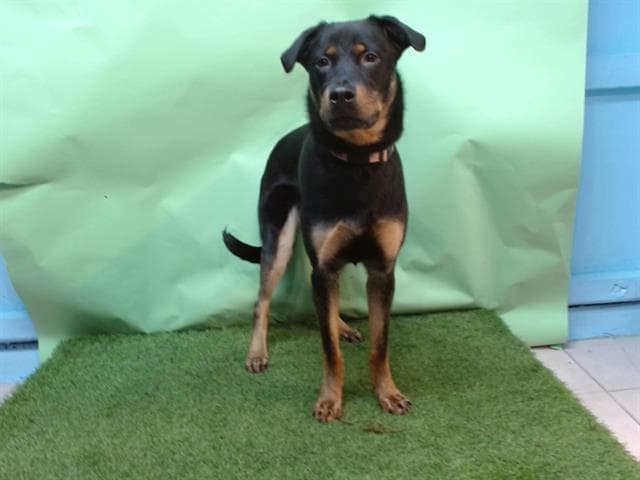 Shadow, a Rottweiler, available for adoption