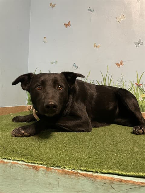Blackie, a Labrador Retriever, available for adoption
