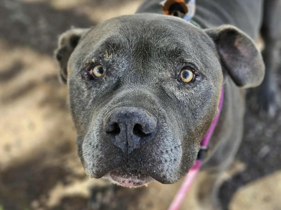 Omar, a Pit Bull Terrier, available for adoption