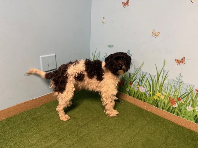 A5741119, a Poodle, available for adoption