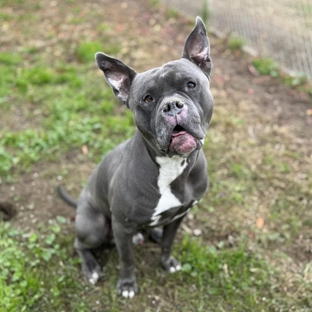 Rhino, a Pit Bull Terrier, available for adoption
