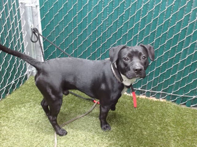 Badtz-Maru, a American Bulldog, available for adoption