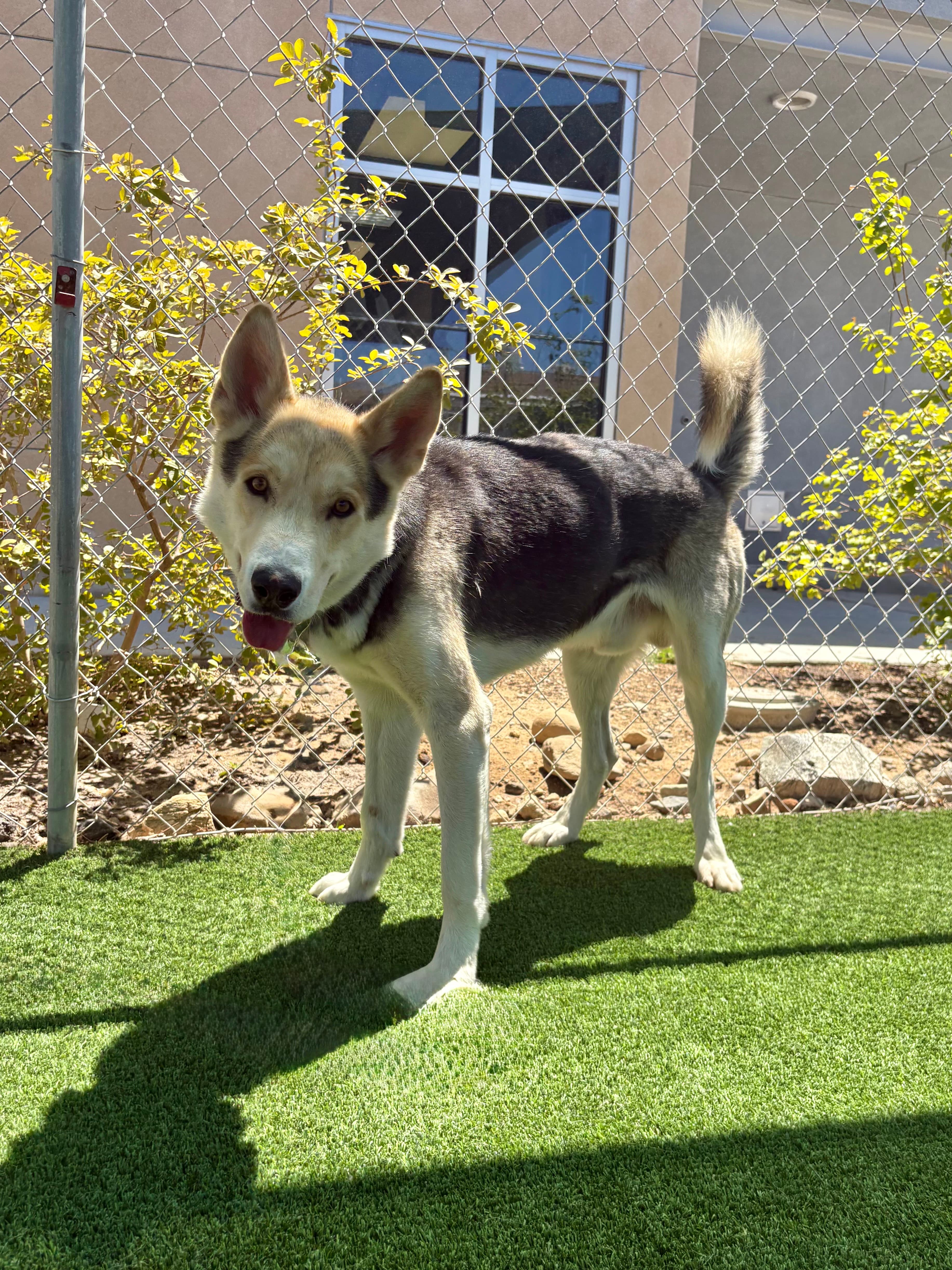 Grizz, a Husky, available for adoption