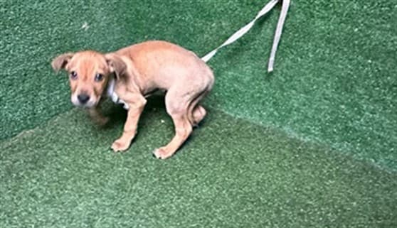 Cadpig, a German Shepherd, available for adoption