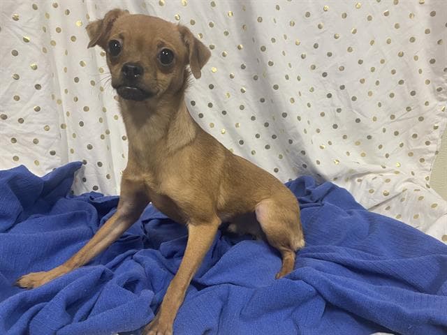 Mister, a Chihuahua, available for adoption