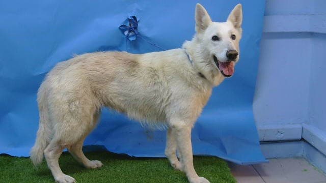 Polar Bear, a German Shepherd, available for adoption