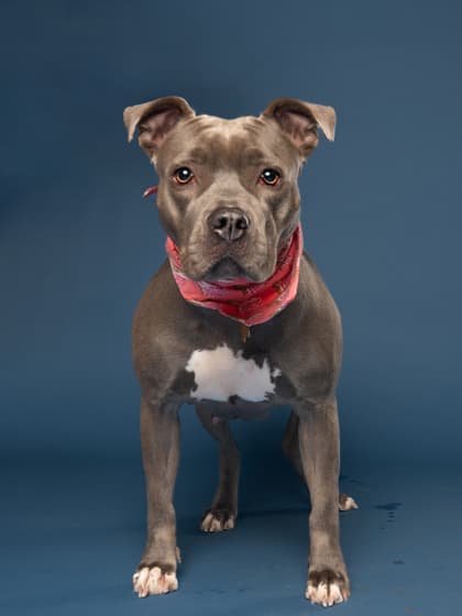 Jellybean, a Pit Bull Terrier, available for adoption
