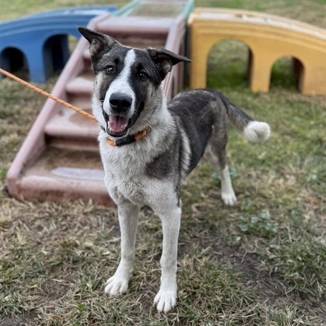 Duster, a Siberian Husky, available for adoption