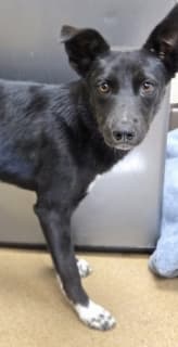Luigi, a Collie (mix breed), available for adoption