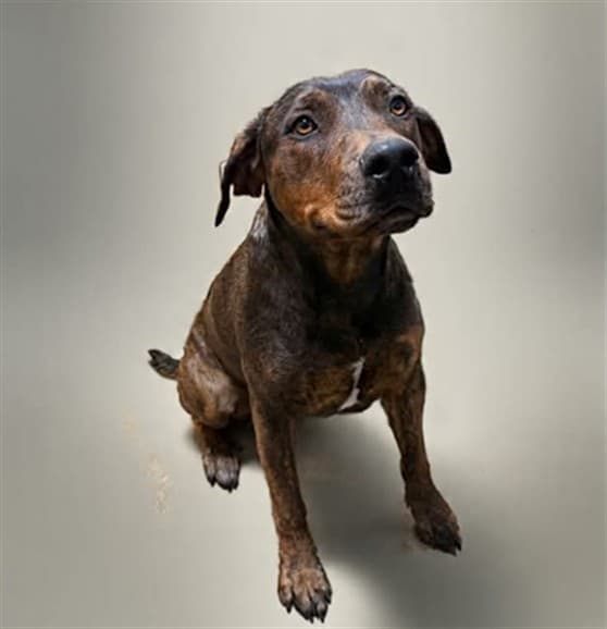 Tecova, a Pit Bull Terrier, available for adoption