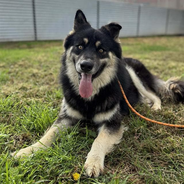 Gandalf, a German Shepherd, available for adoption