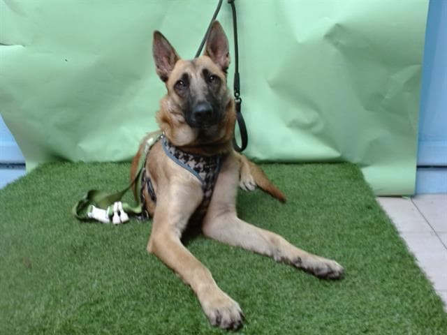 Scooby, a German Shepherd, available for adoption