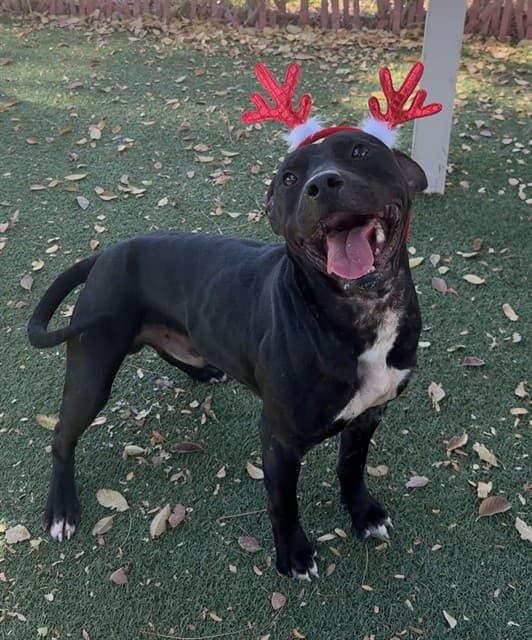 Wayne, a Pit Bull Terrier, available for adoption