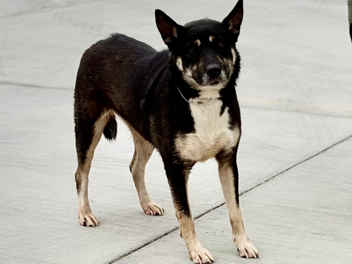 Priscilla, a Husky, available for adoption