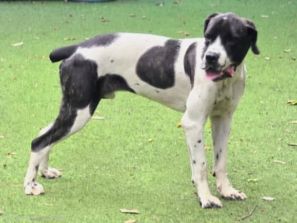 Scooter, a American Staffordshire Terrier, available for adoption