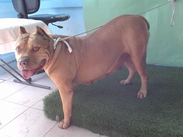 Jada, a American Bulldog, available for adoption