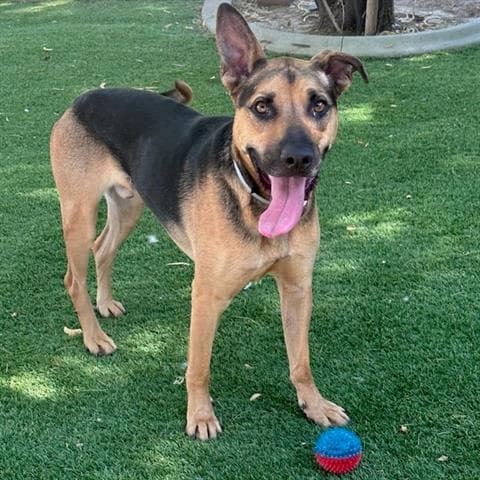 Brad, a German Shepherd, available for adoption