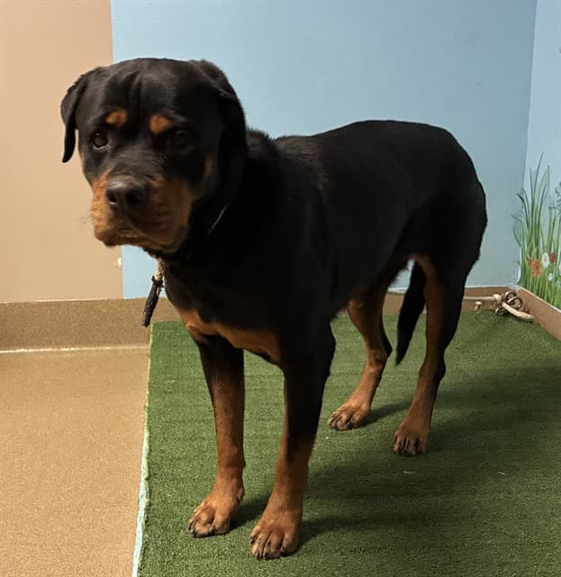 Kiki, a Rottweiler, available for adoption