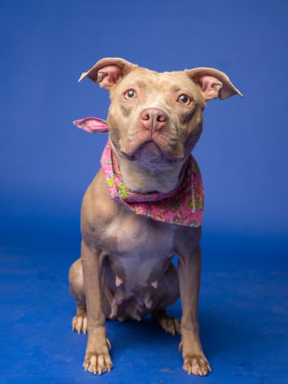 Babes7, a Pit Bull Terrier, available for adoption