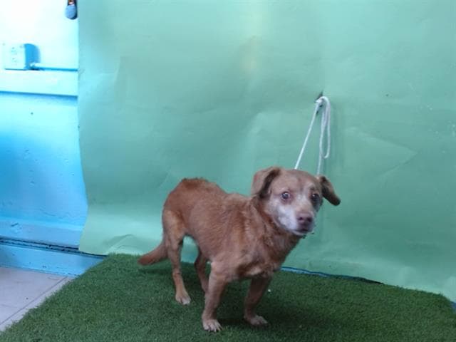 Bacca, a Dachshund, available for adoption
