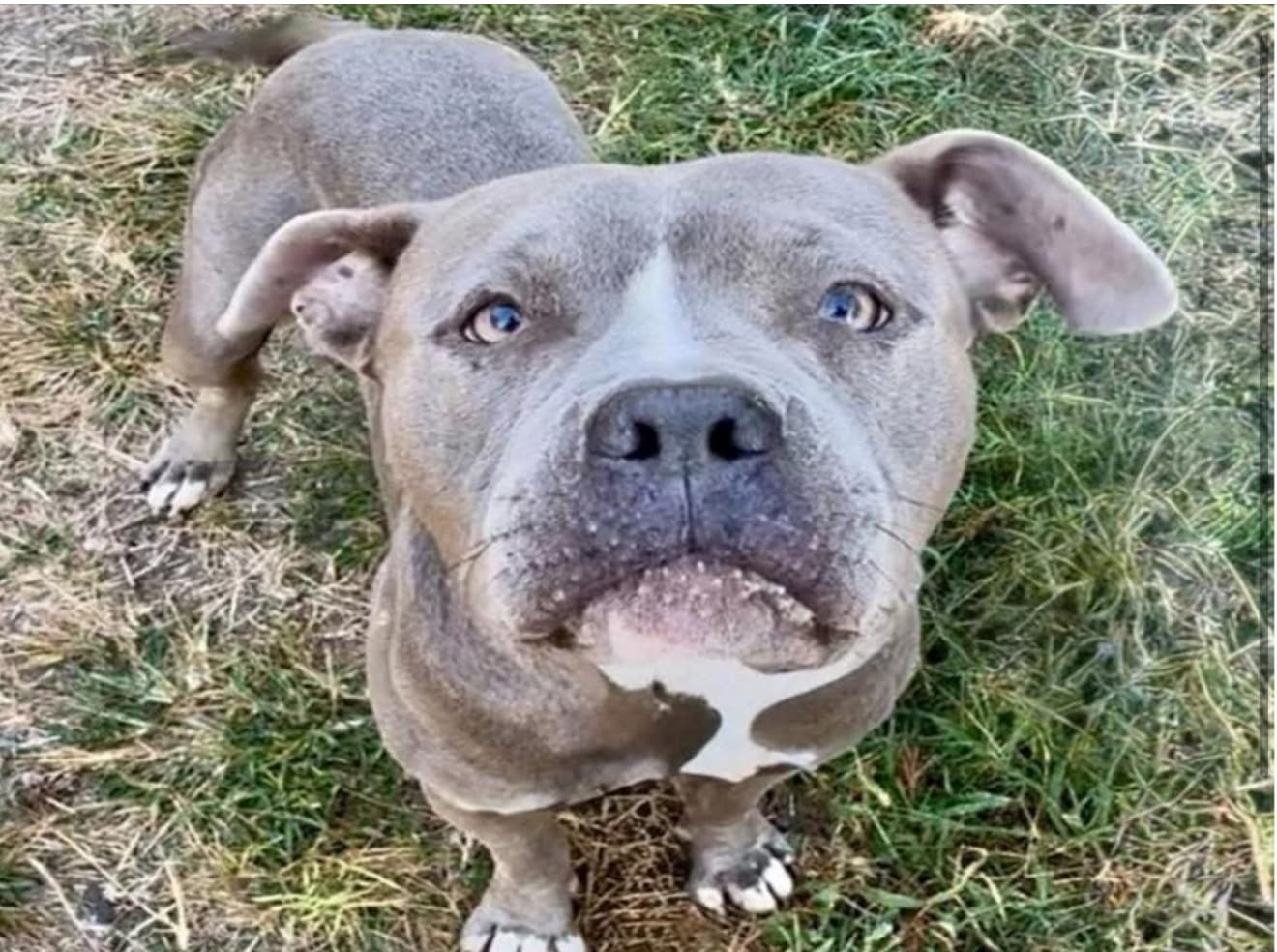 Chapulin, a American Staffordshire Terrier, available for adoption