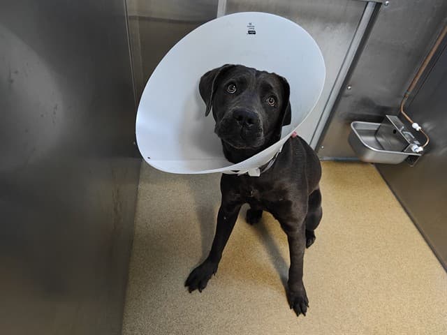 Natasha, a Cane Corso Mastiff, available for adoption