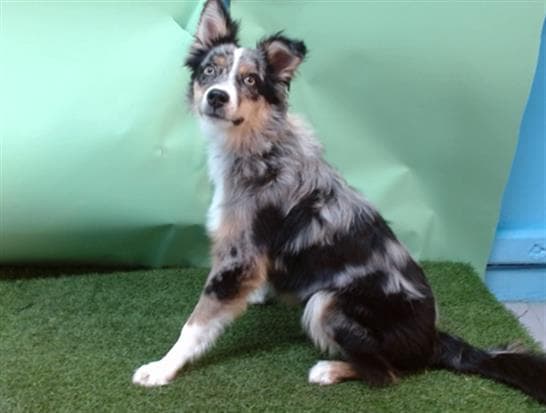 Norbert, a Australian Shepherd, available for adoption