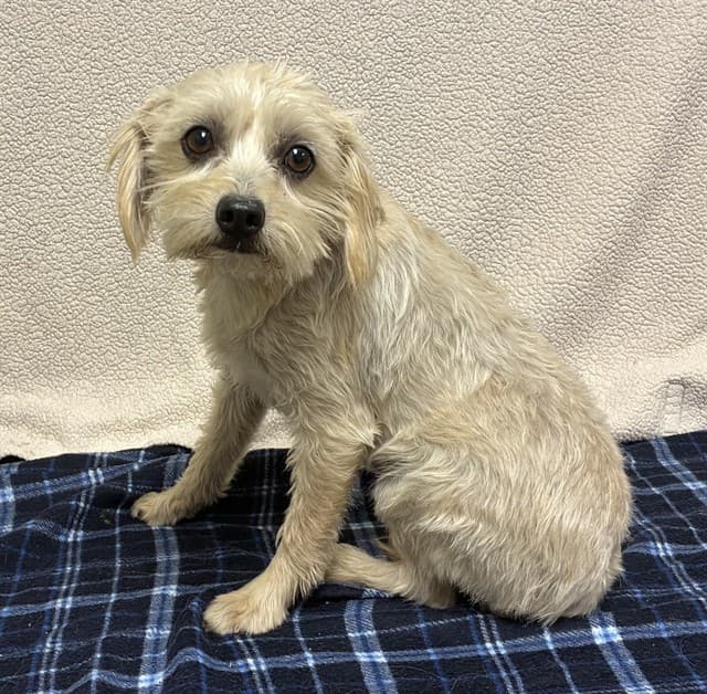 Ricky, a Terrier, available for adoption