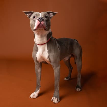 Loki, a Pit Bull Terrier, available for adoption